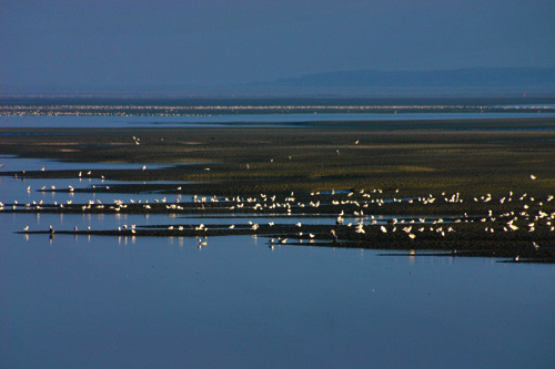 Baie de Somme